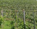 weingut schiterberg schmida0254ed41f