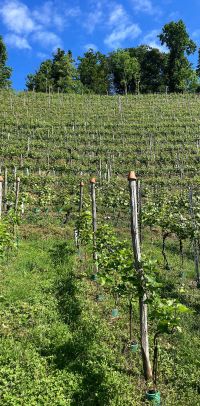 weingut schiterberg schmida0254ed41f