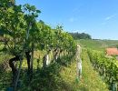 weingut schiterberg schmid f7b79c6b1b66