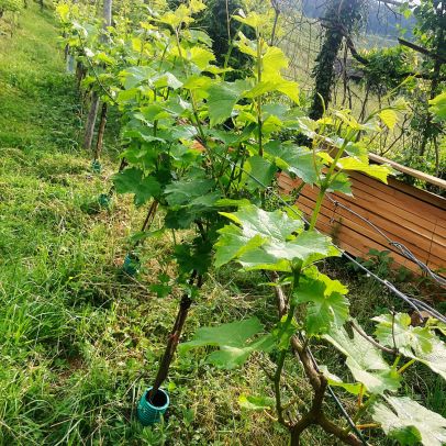 weingut schiterberg schmid img