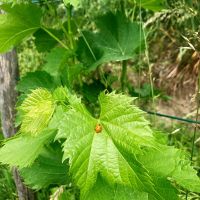 weingut schiterberg schmid img