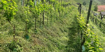 weingut schiterberg schmid img