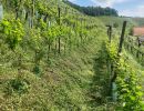 weingut schiterberg schmid img