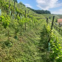 weingut schiterberg schmid img