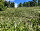 weingut schiterberg schmid img