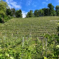 weingut schiterberg schmid img